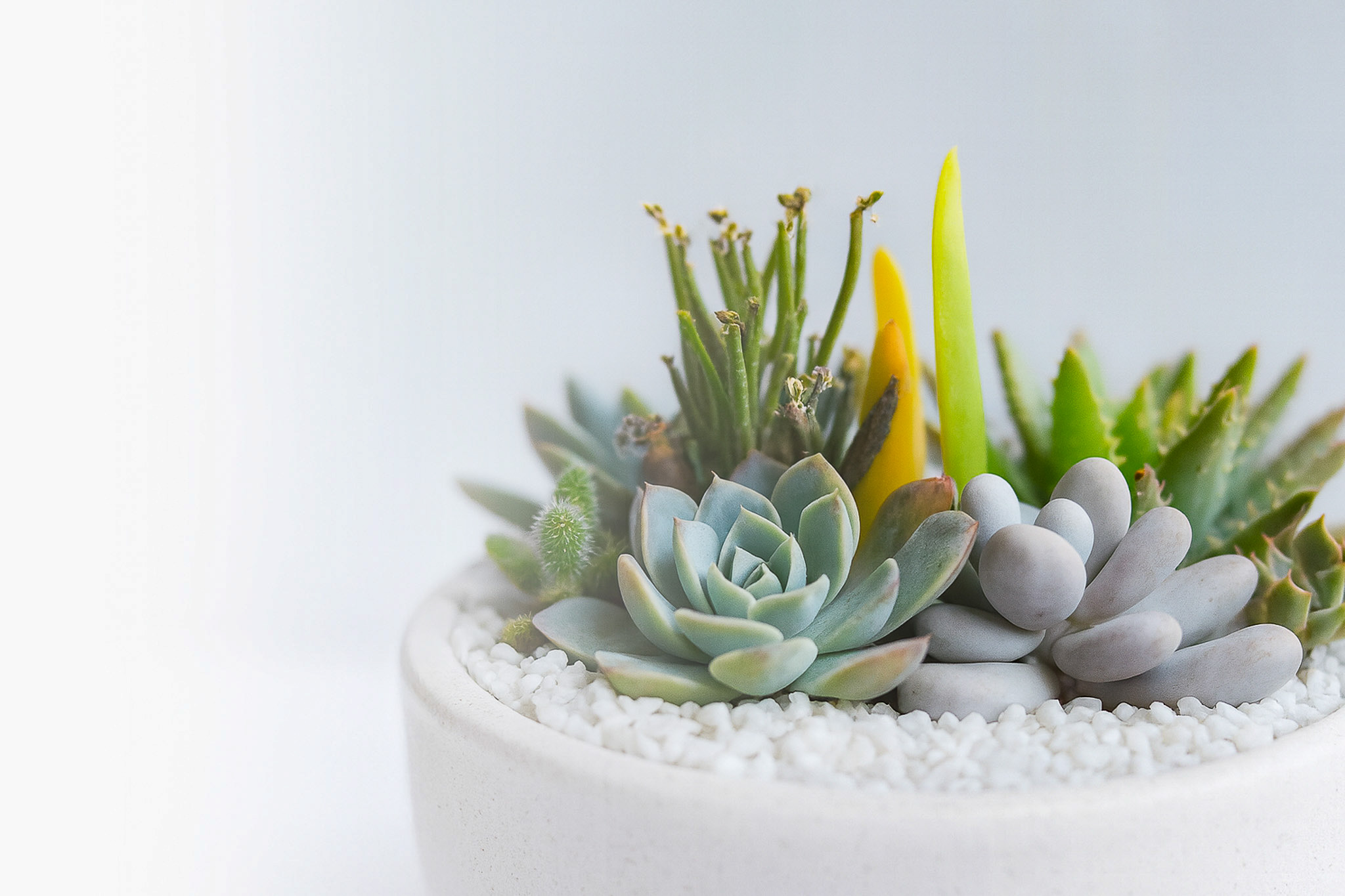 シャルカ　植木鉢　多肉植物