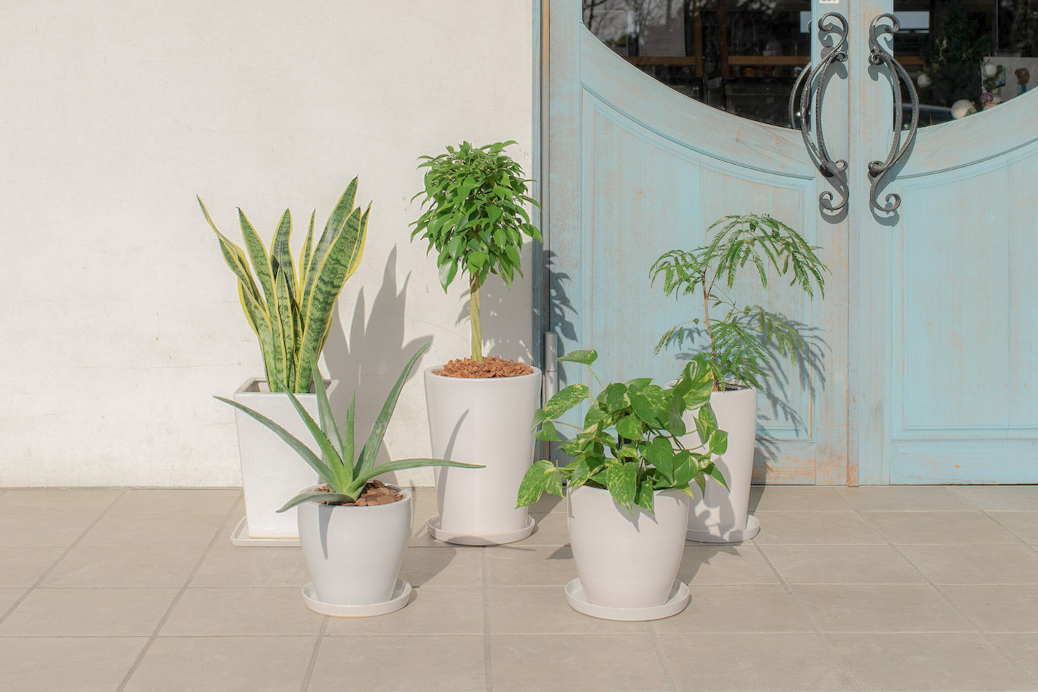 シャルカ　植木鉢　釉薬シリーズ