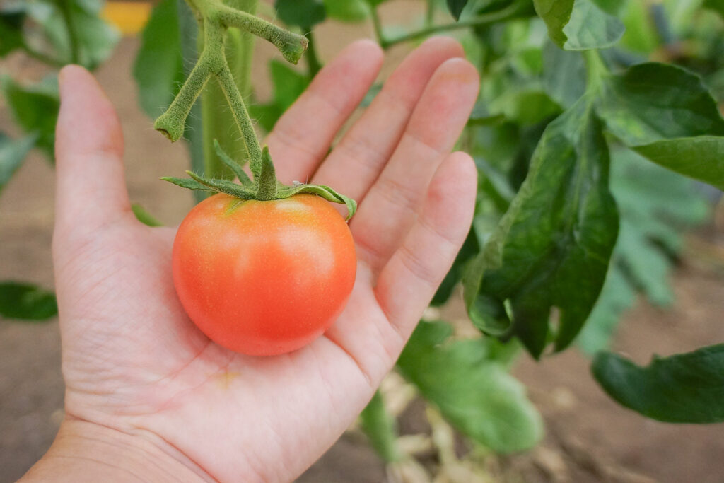 夏野菜の土はどう選ぶ？すくすく育つ環境を作る基本の条件とおすすめ園芸用土